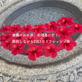 🏝️無職のわかめ、石垣島に行く。節約しながら2泊3日リフレッシュ旅✈️